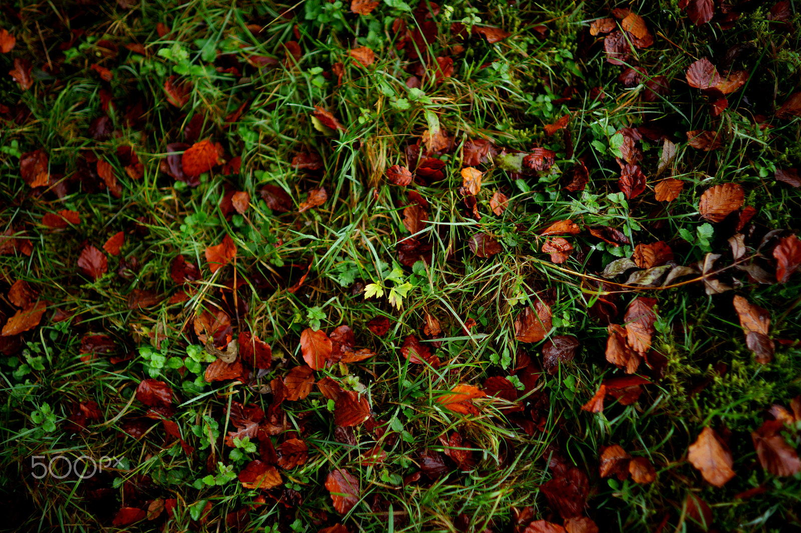 Sony a99 II sample photo. Autumn dizziness photography