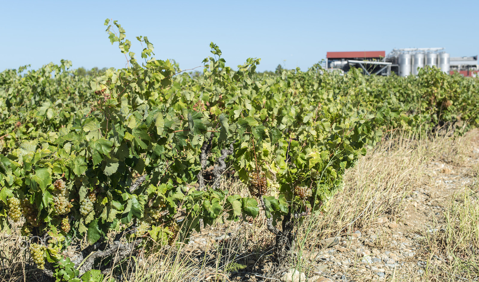 Nikon D800E + Nikon AF-S Nikkor 50mm F1.4G sample photo. Vineyards and vine factory photography