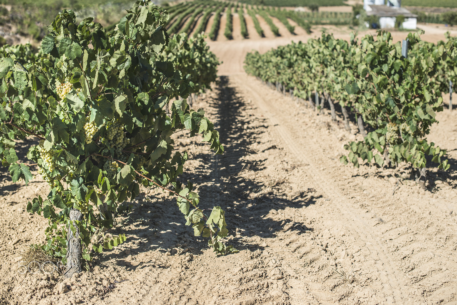 Nikon D800E + Nikon AF-S Nikkor 50mm F1.4G sample photo. Vineyards and vine factory photography