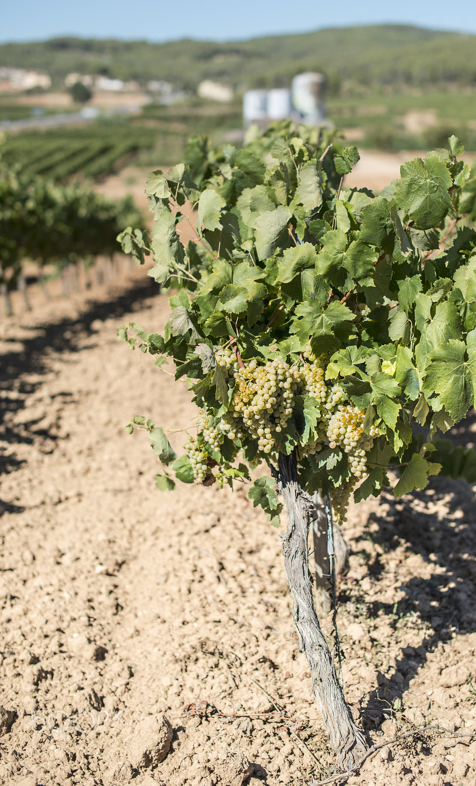 Nikon D800E + Nikon AF-S Nikkor 50mm F1.4G sample photo. Vineyards and vine factory photography