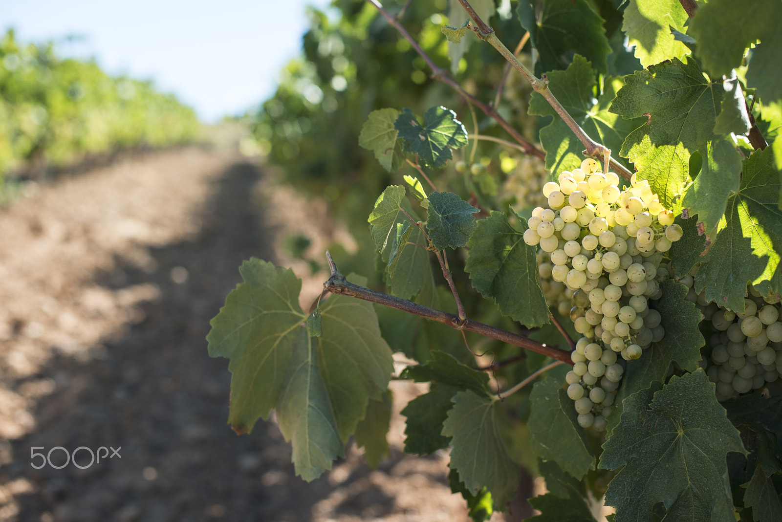 Nikon D800E sample photo. White grape photography