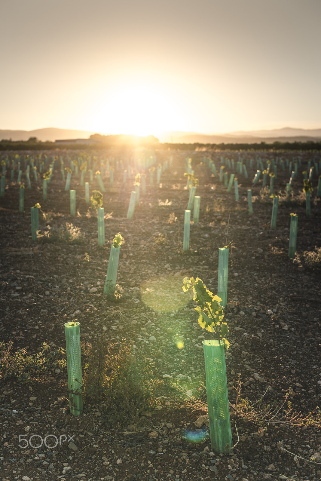 Nikon D800E sample photo. Young vineyards at sunset photography