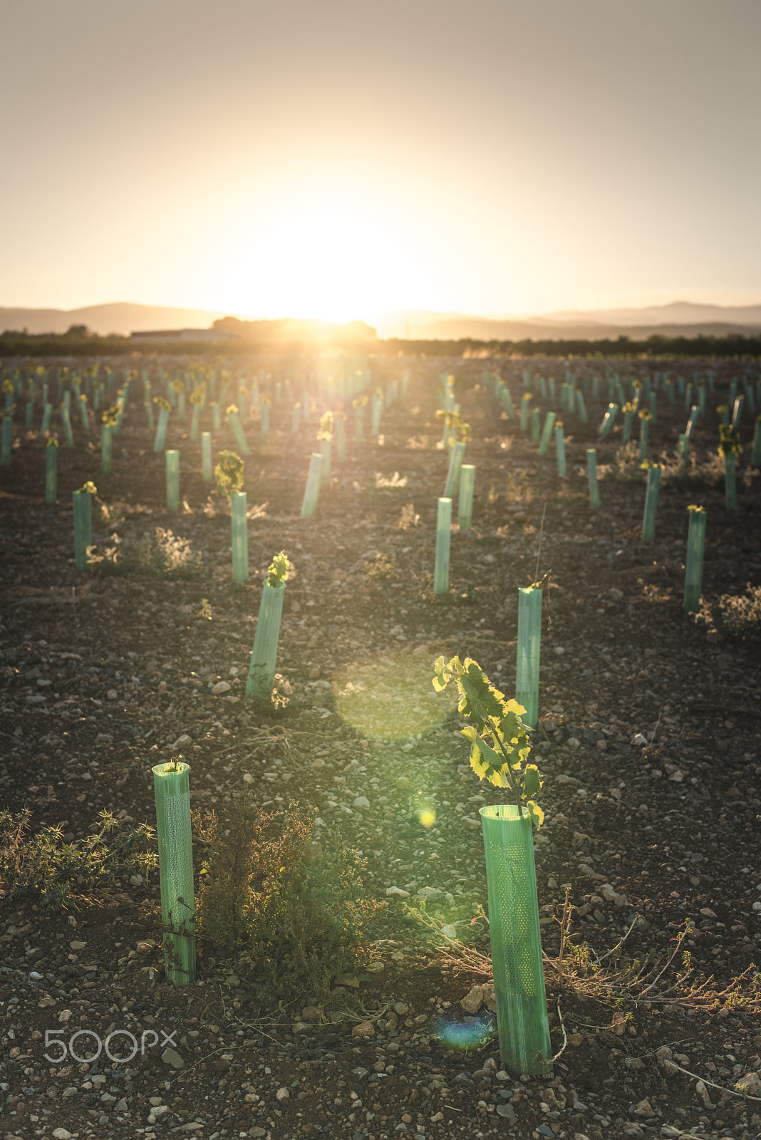 Nikon D800E + Nikon AF-S Nikkor 50mm F1.4G sample photo. Young vineyards at sunset photography