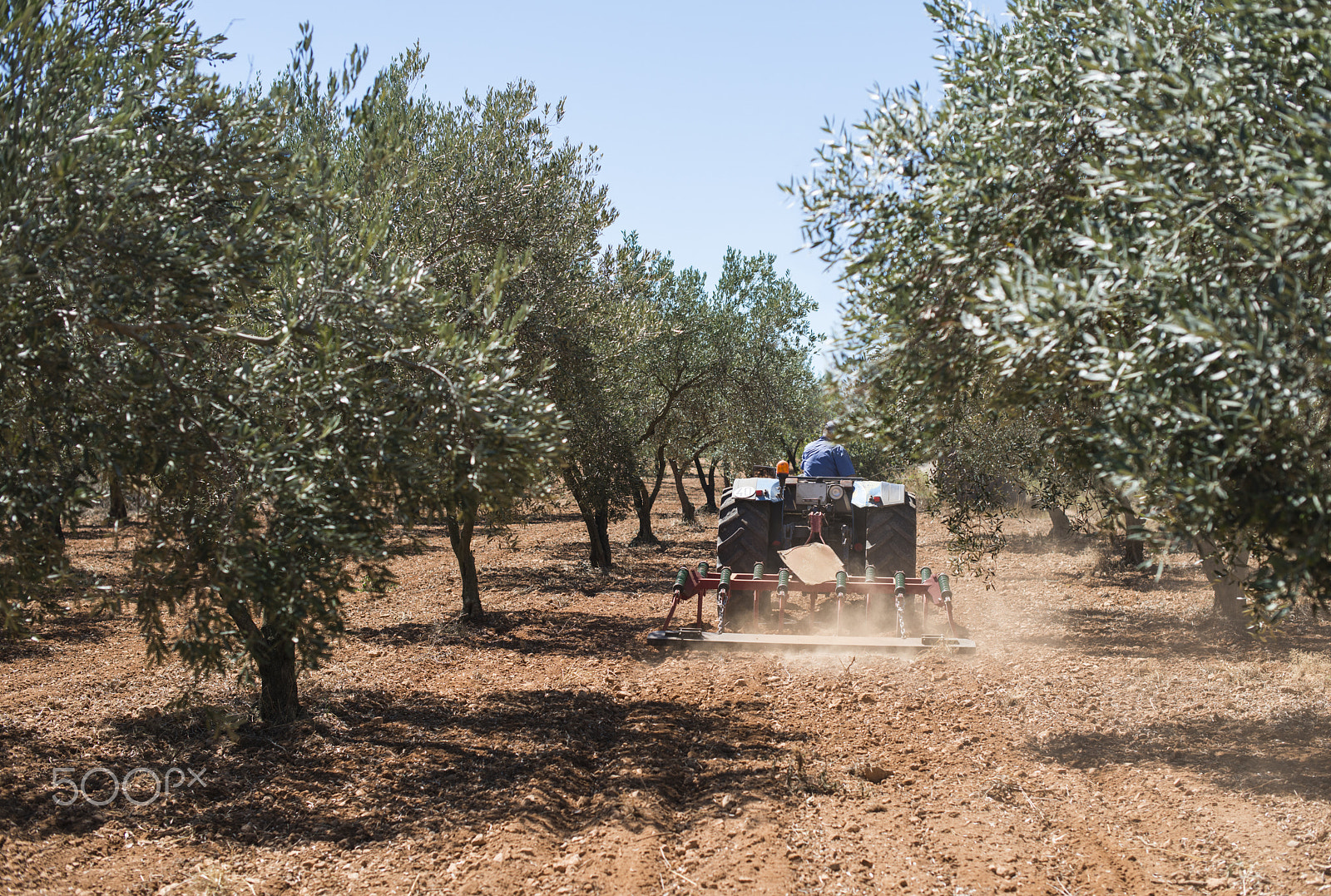 Nikon D800E + Nikon AF-S Nikkor 50mm F1.4G sample photo. Tractor and olive trees photography