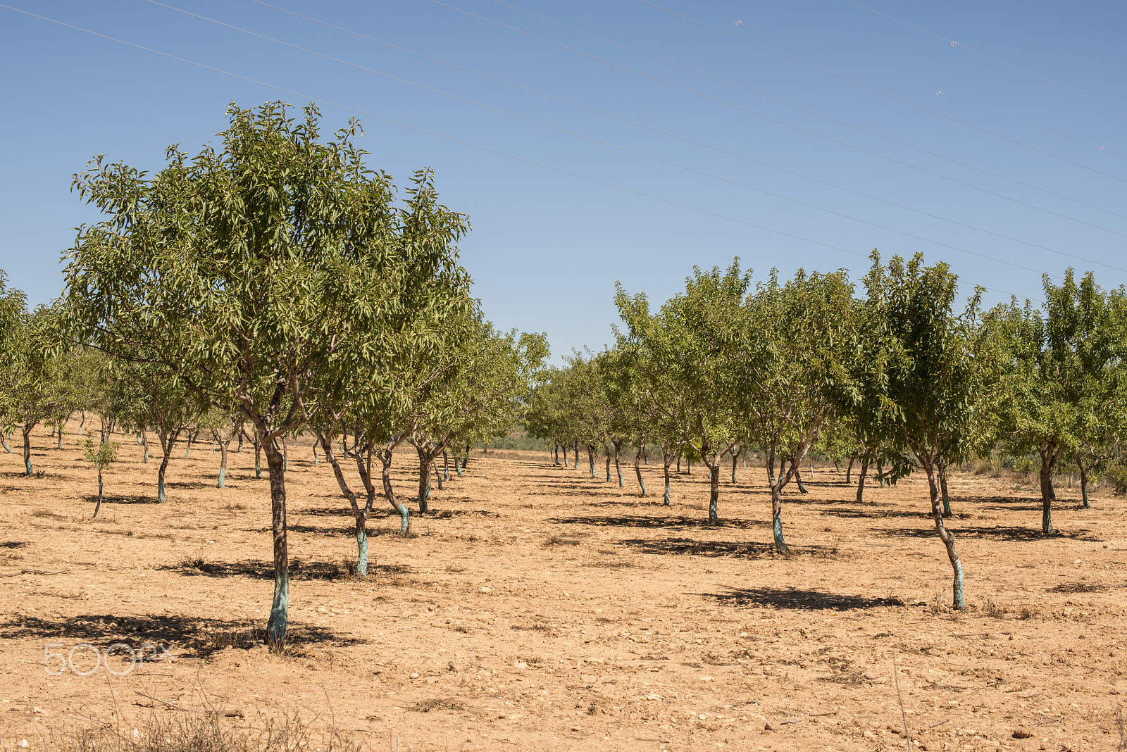 Nikon D800E + Nikon AF-S Nikkor 50mm F1.4G sample photo. Almond trees photography