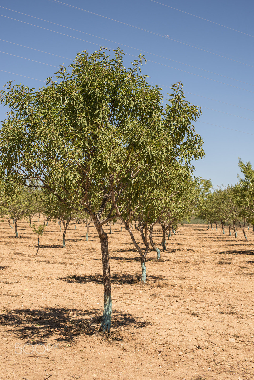 Nikon D800E + Nikon AF-S Nikkor 50mm F1.4G sample photo. Almond trees photography