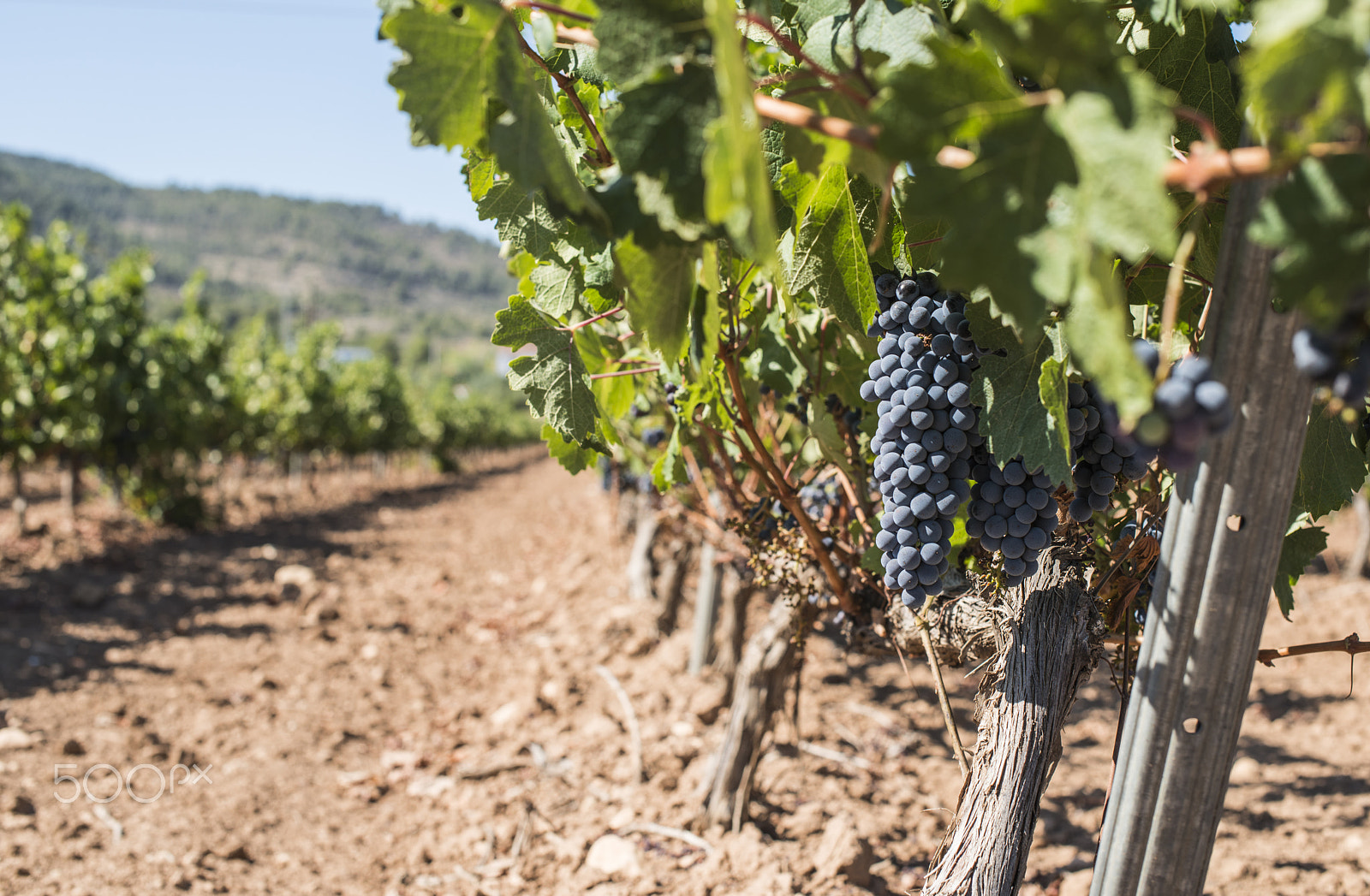 Nikon D800E sample photo. Red wine grapes. photography