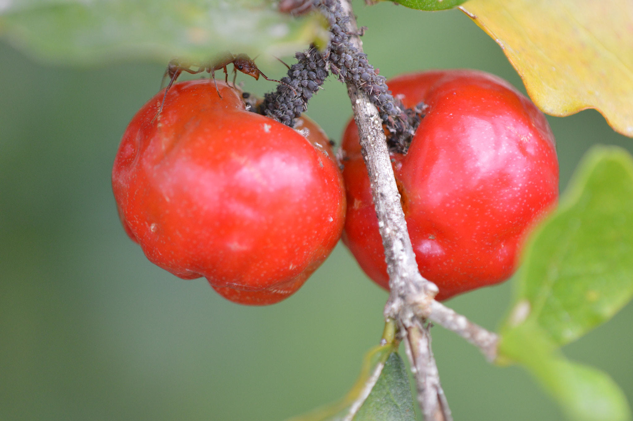 Nikon D3200 + Tamron SP AF 180mm F3.5 Di LD (IF) Macro sample photo. Aphis, ants & acerolas photography