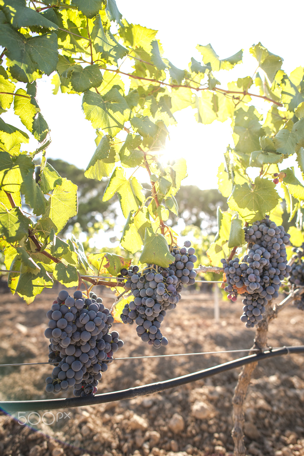 Nikon D800E sample photo. Vine grapes photography