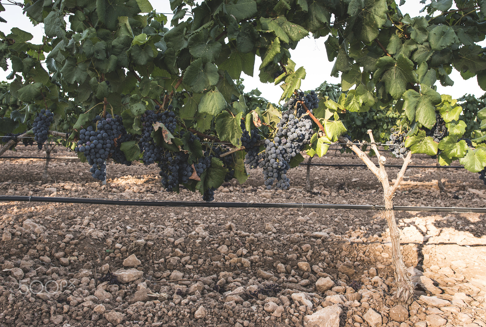 Nikon D800E sample photo. Red wine grapes. photography