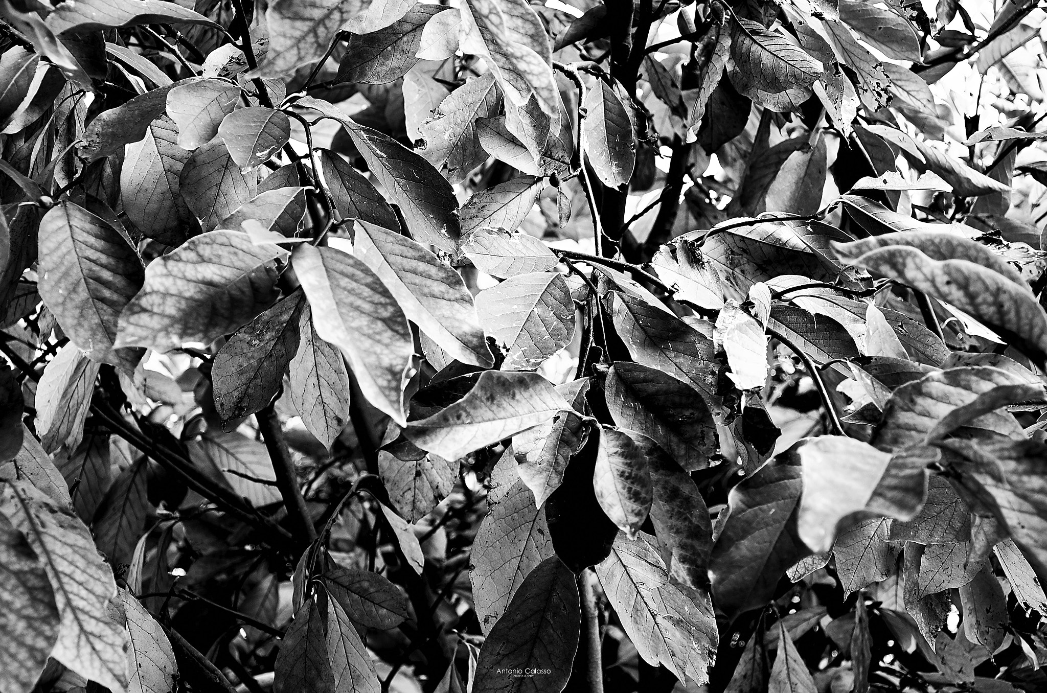 Nikon D7000 sample photo. Leaves photography