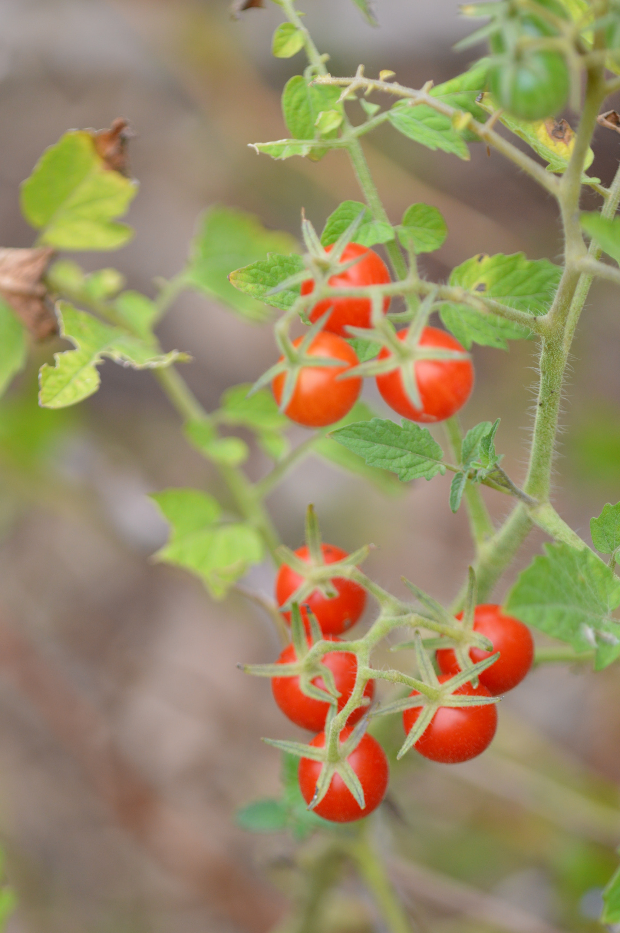 Nikon D3200 + Tamron SP AF 180mm F3.5 Di LD (IF) Macro sample photo. Tomato photography