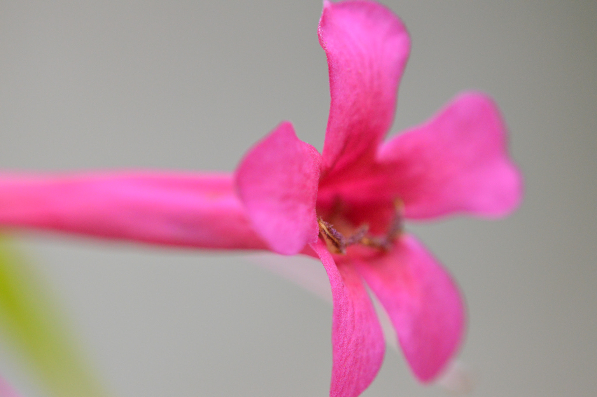 Tamron SP AF 180mm F3.5 Di LD (IF) Macro sample photo. Flower photography