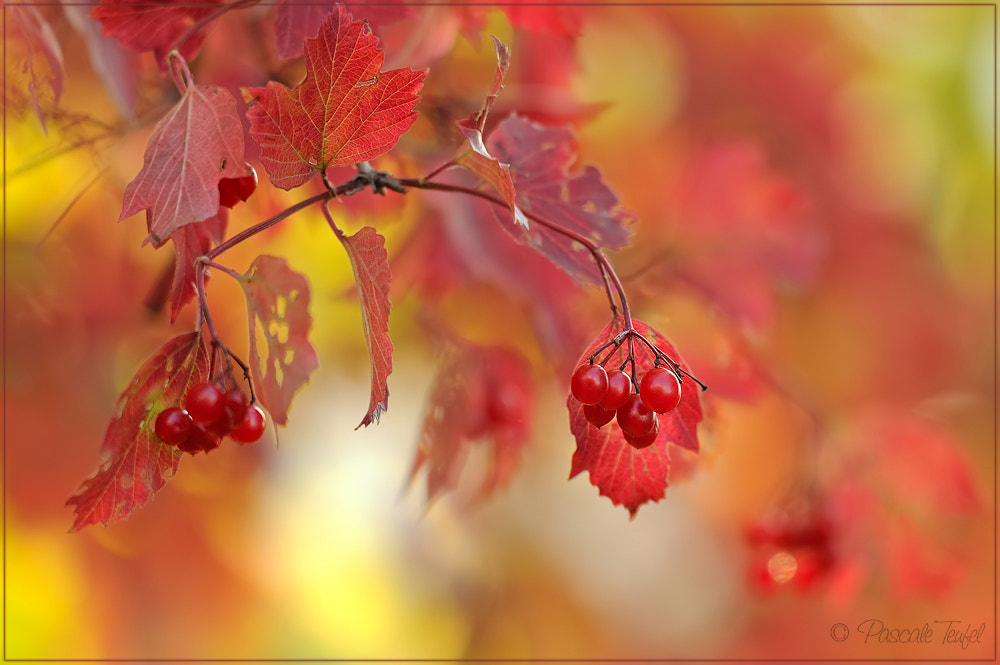 Sigma 150mm F2.8 EX DG Macro HSM sample photo. Colourful autumn photography