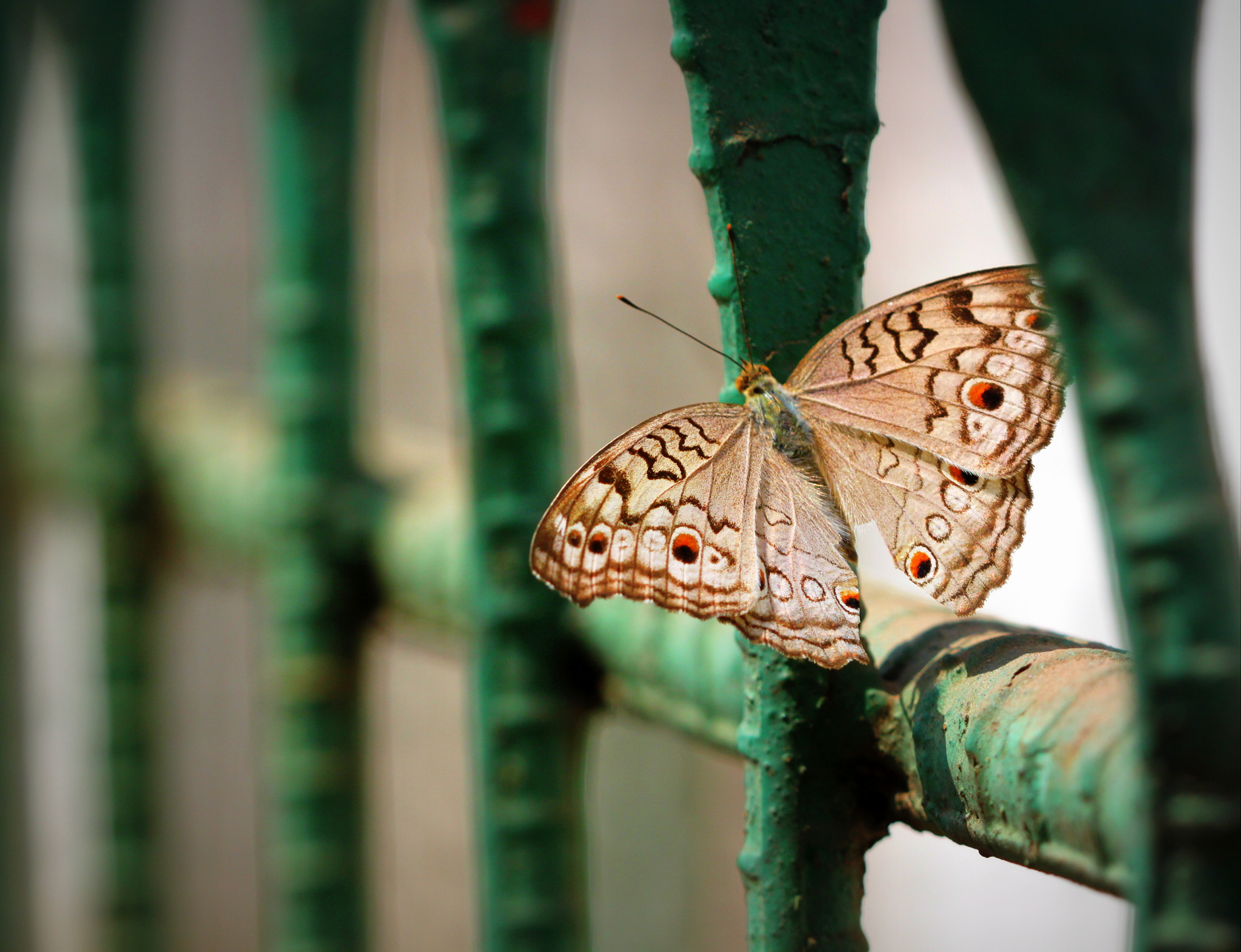 Canon EF 100mm F2.8 Macro USM sample photo. Urban butterfly b02 photography