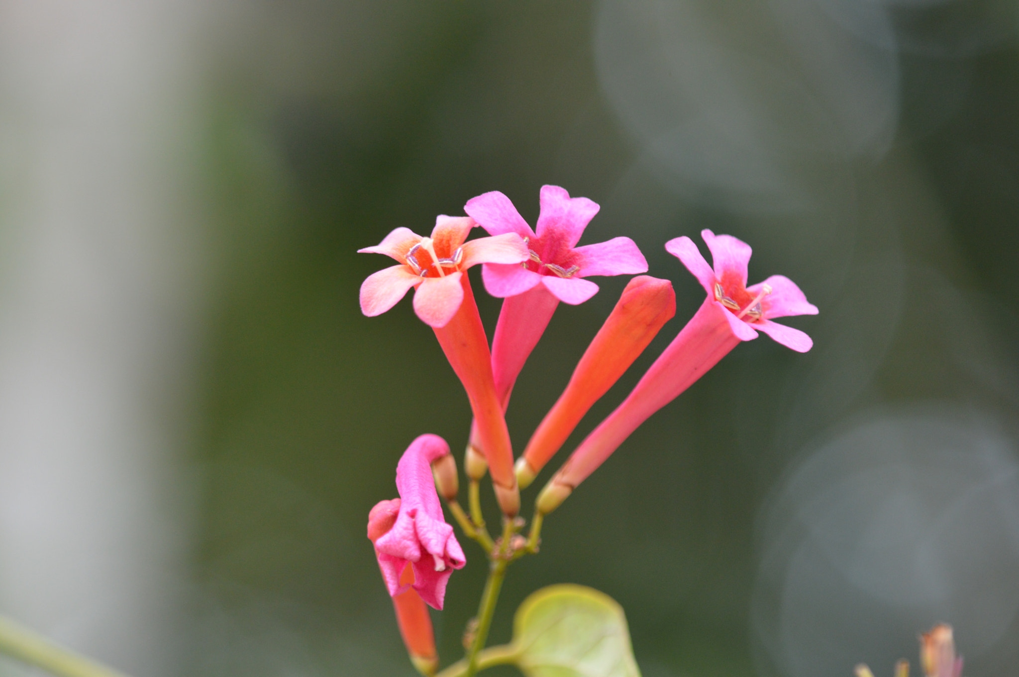 Tamron SP AF 180mm F3.5 Di LD (IF) Macro sample photo. Flower photography