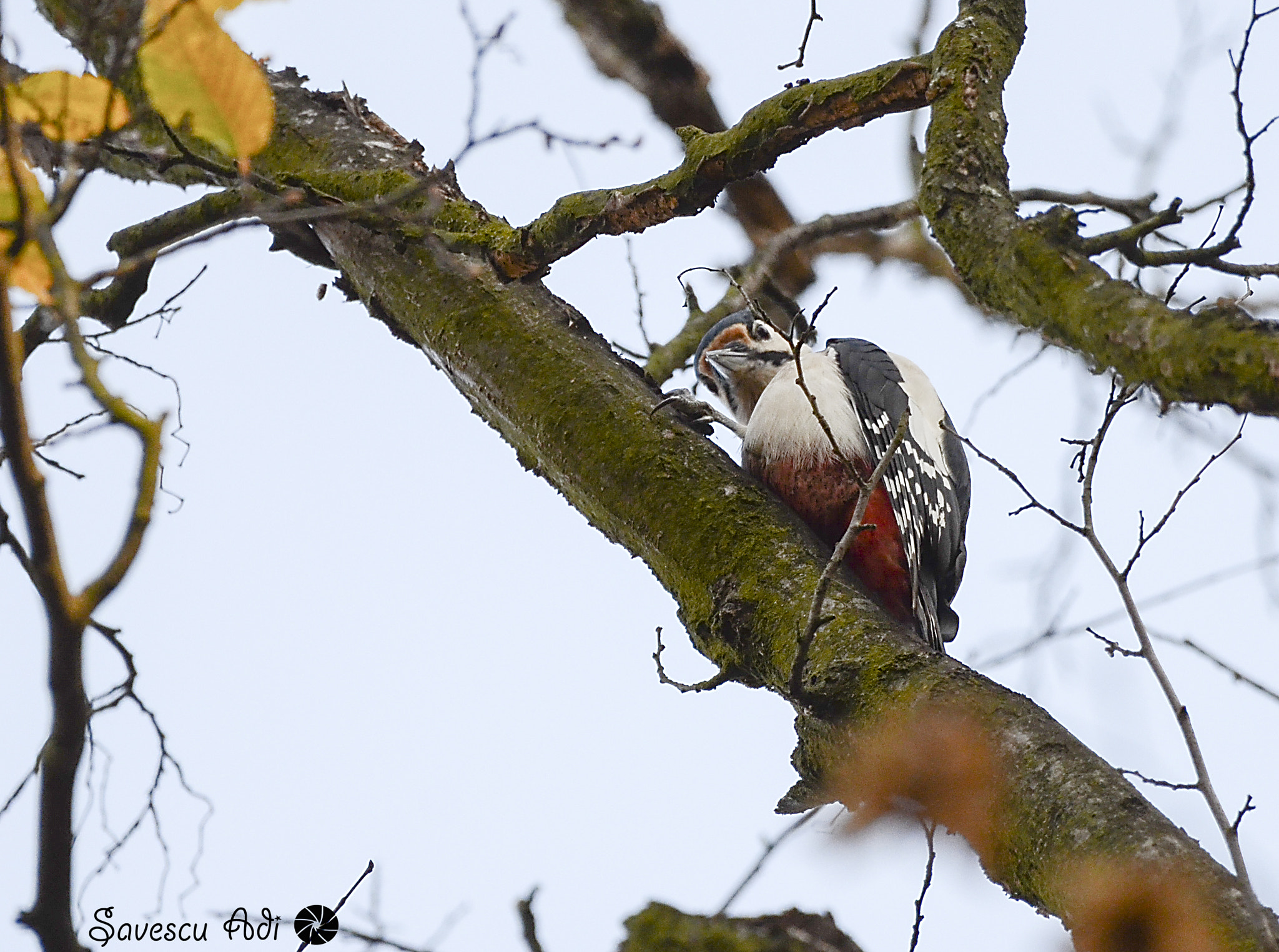 Sigma 150-600mm F5-6.3 DG OS HSM | C sample photo. Woody the woodpecker photography