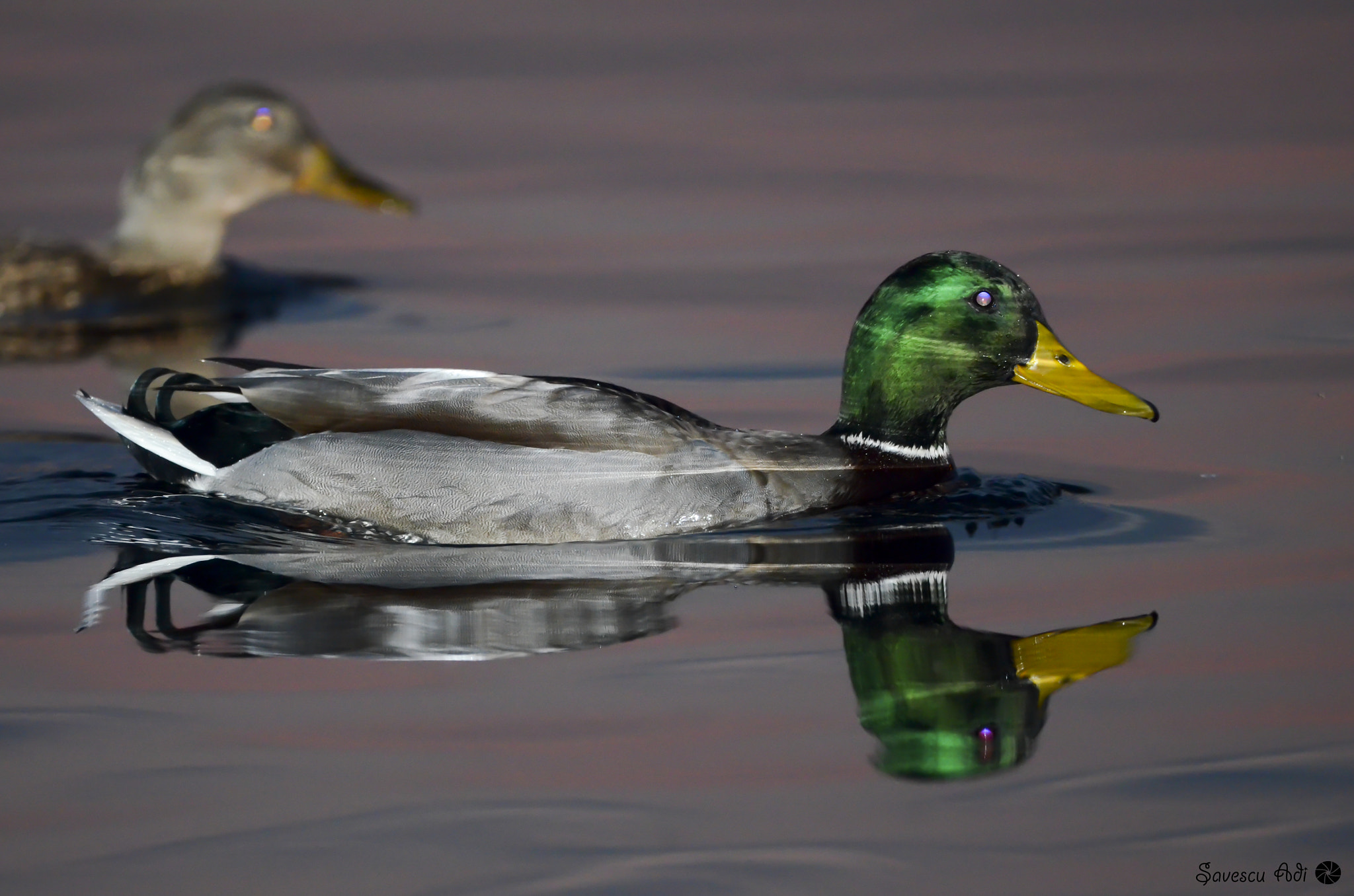 Sigma 150-600mm F5-6.3 DG OS HSM | C sample photo. Duck photography