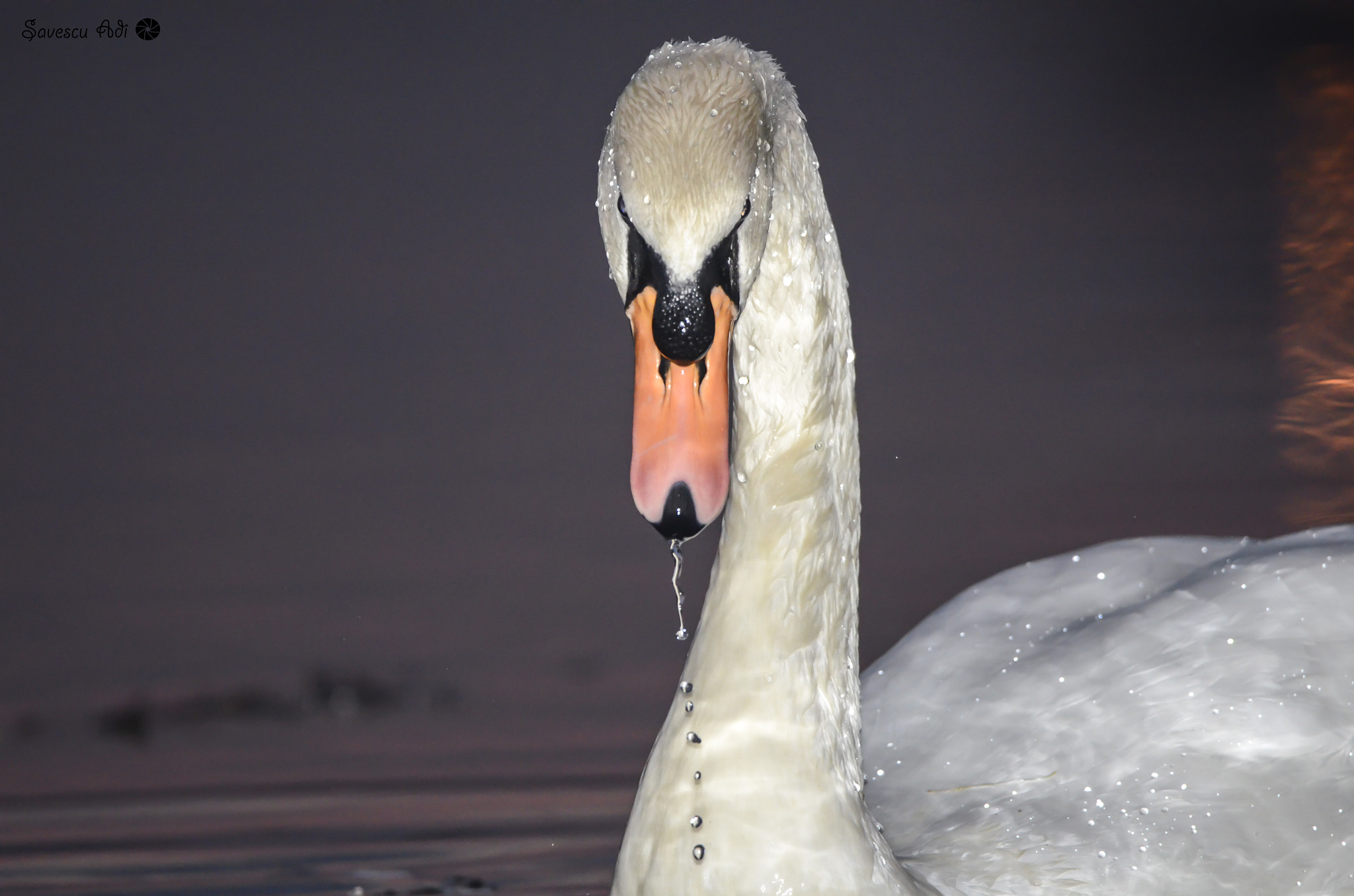 Sigma 150-600mm F5-6.3 DG OS HSM | C sample photo. Swan photography