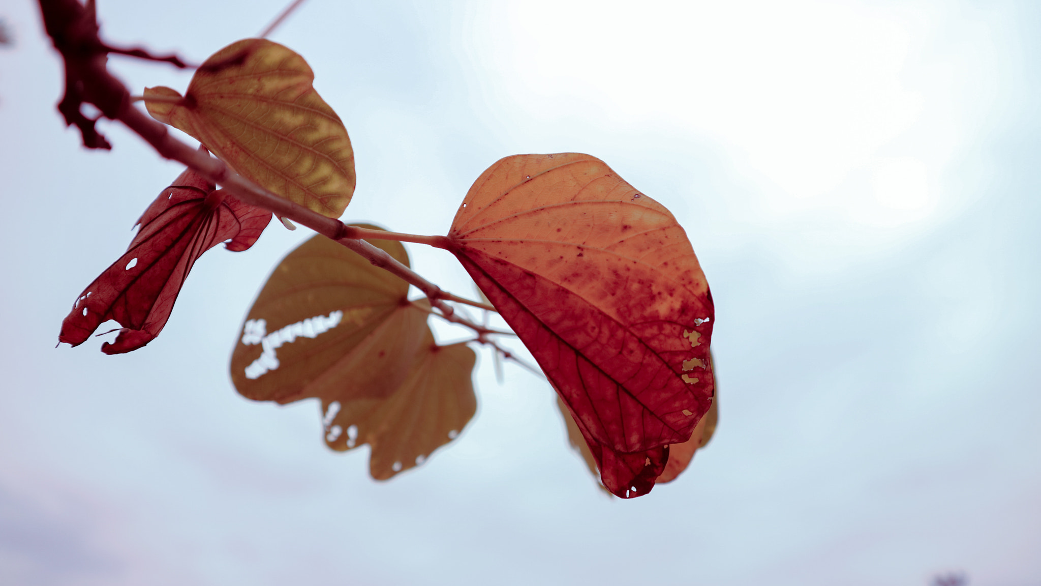 Canon EOS M3 + Canon EF-M 15-45mm F3.5-6.3 IS STM sample photo. Autumn photography