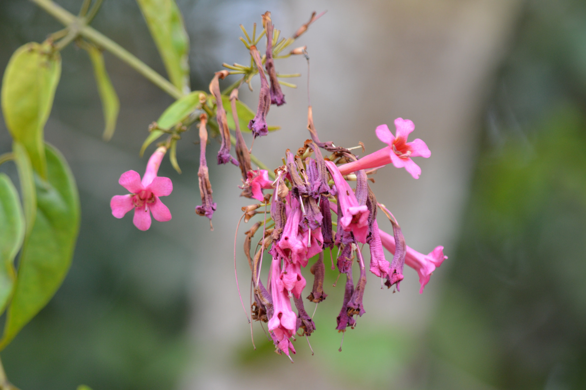 Nikon D3200 + Tamron SP AF 180mm F3.5 Di LD (IF) Macro sample photo. Flower photography