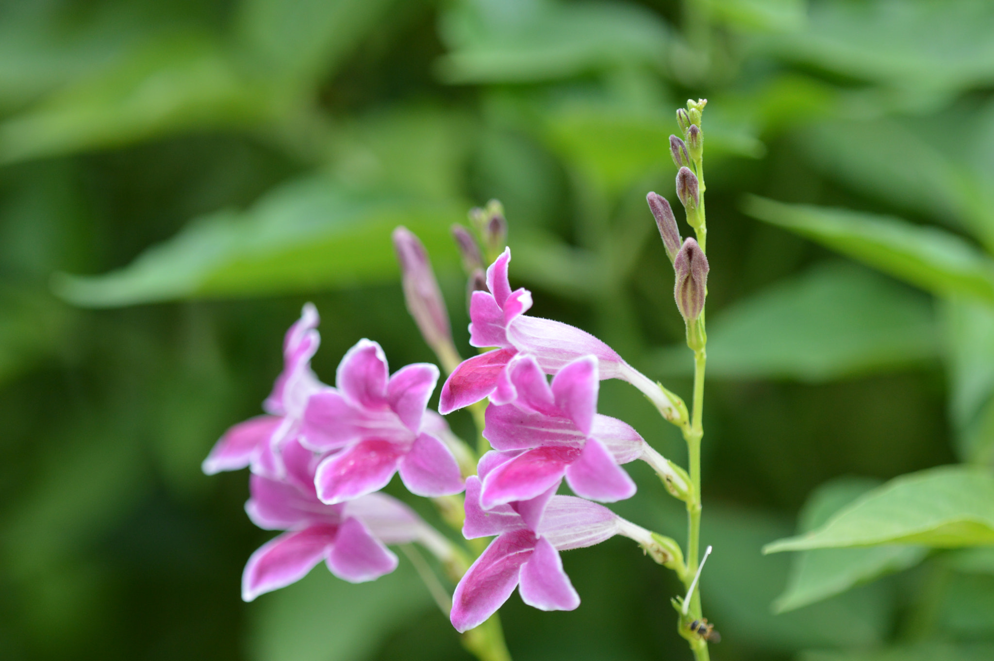 Tamron SP AF 180mm F3.5 Di LD (IF) Macro sample photo. Flower photography