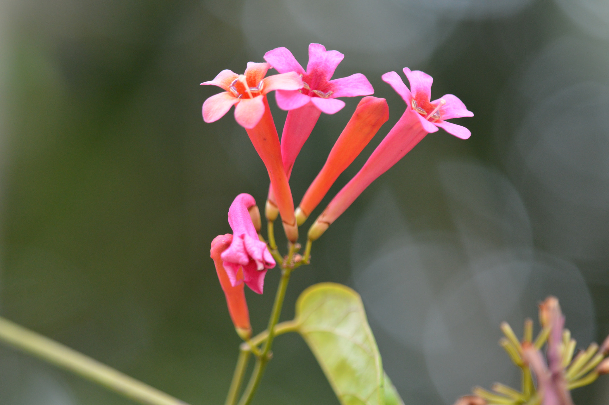 Nikon D3200 + Tamron SP AF 180mm F3.5 Di LD (IF) Macro sample photo. Flower photography