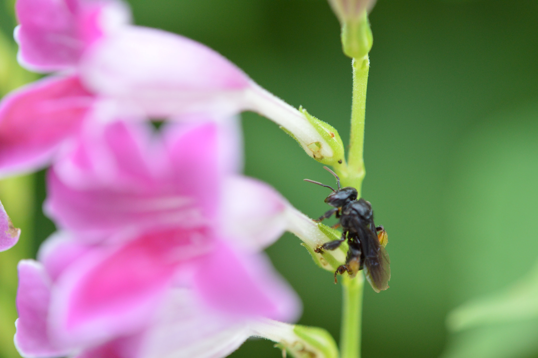 Nikon D3200 + Tamron SP AF 180mm F3.5 Di LD (IF) Macro sample photo. Flower photography