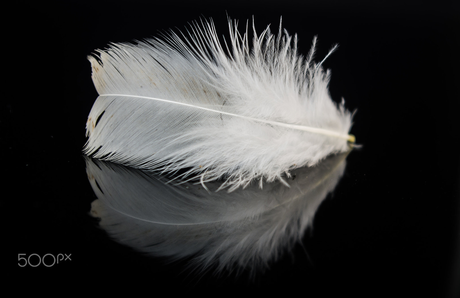 Pentax smc DA 18-55mm F3.5-5.6 AL WR sample photo. Feather photography