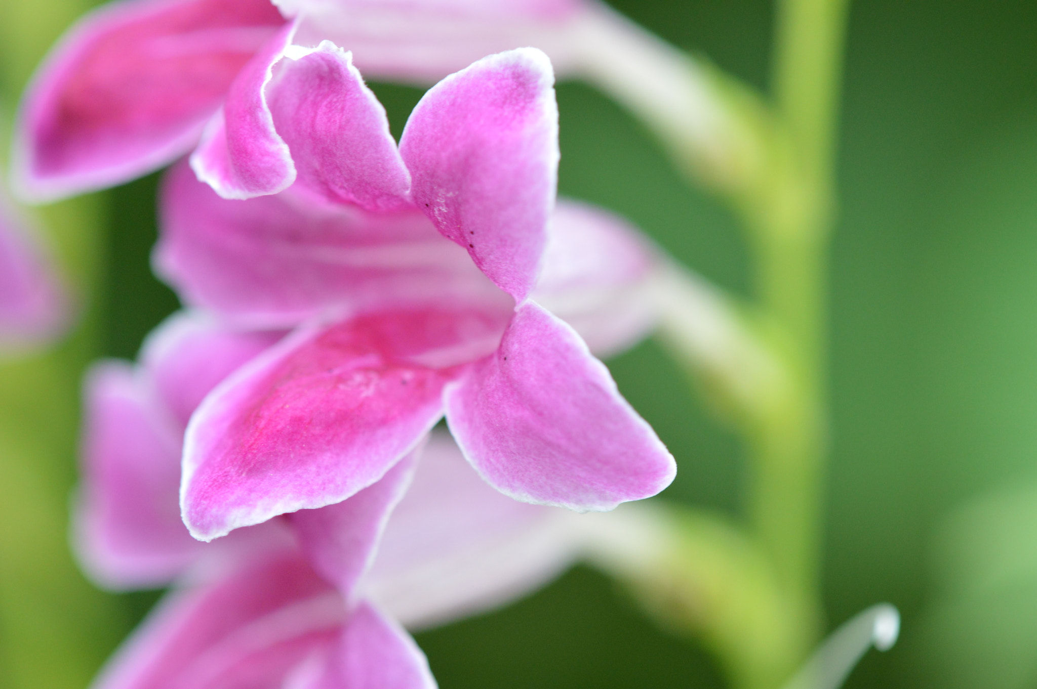 Tamron SP AF 180mm F3.5 Di LD (IF) Macro sample photo. Flower photography