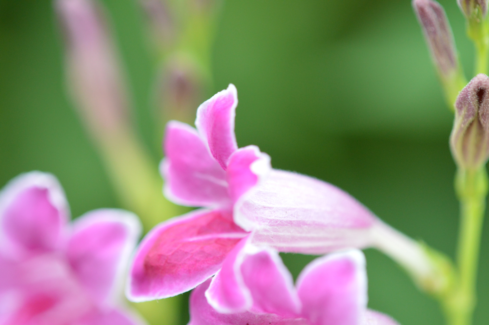 Nikon D3200 + Tamron SP AF 180mm F3.5 Di LD (IF) Macro sample photo. Flower photography