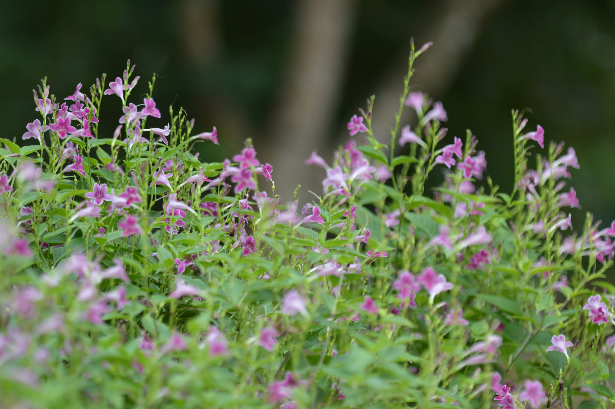 Nikon D3200 + Tamron SP AF 180mm F3.5 Di LD (IF) Macro sample photo. Flower photography