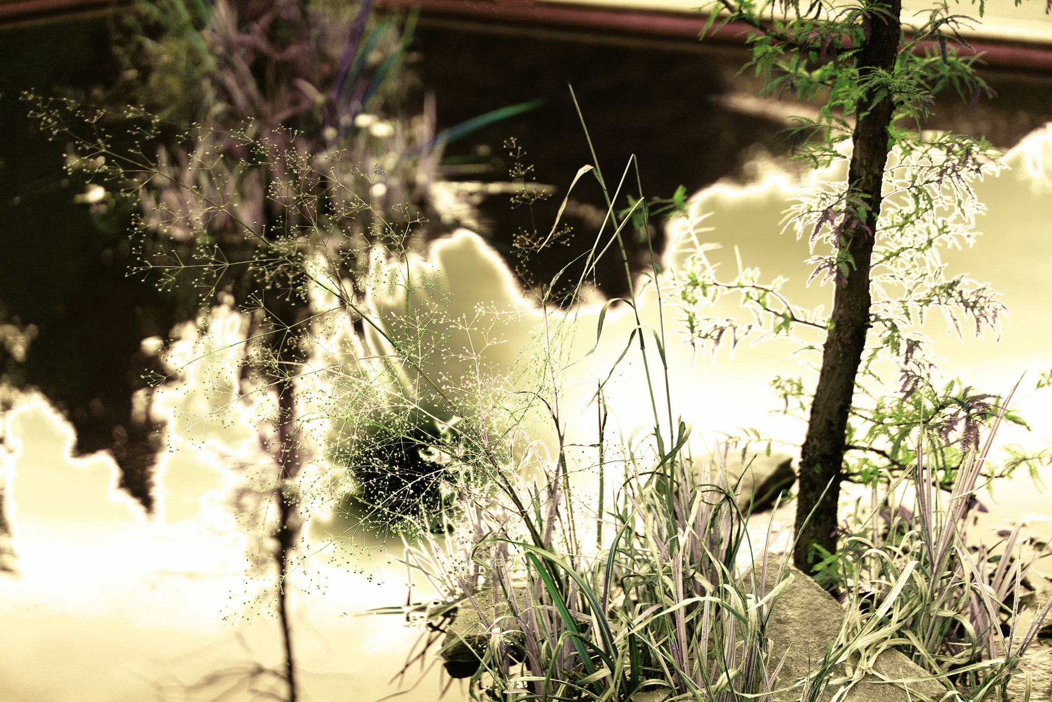 Sony Sonnar T* FE 55mm F1.8 ZA sample photo. Dreams photography