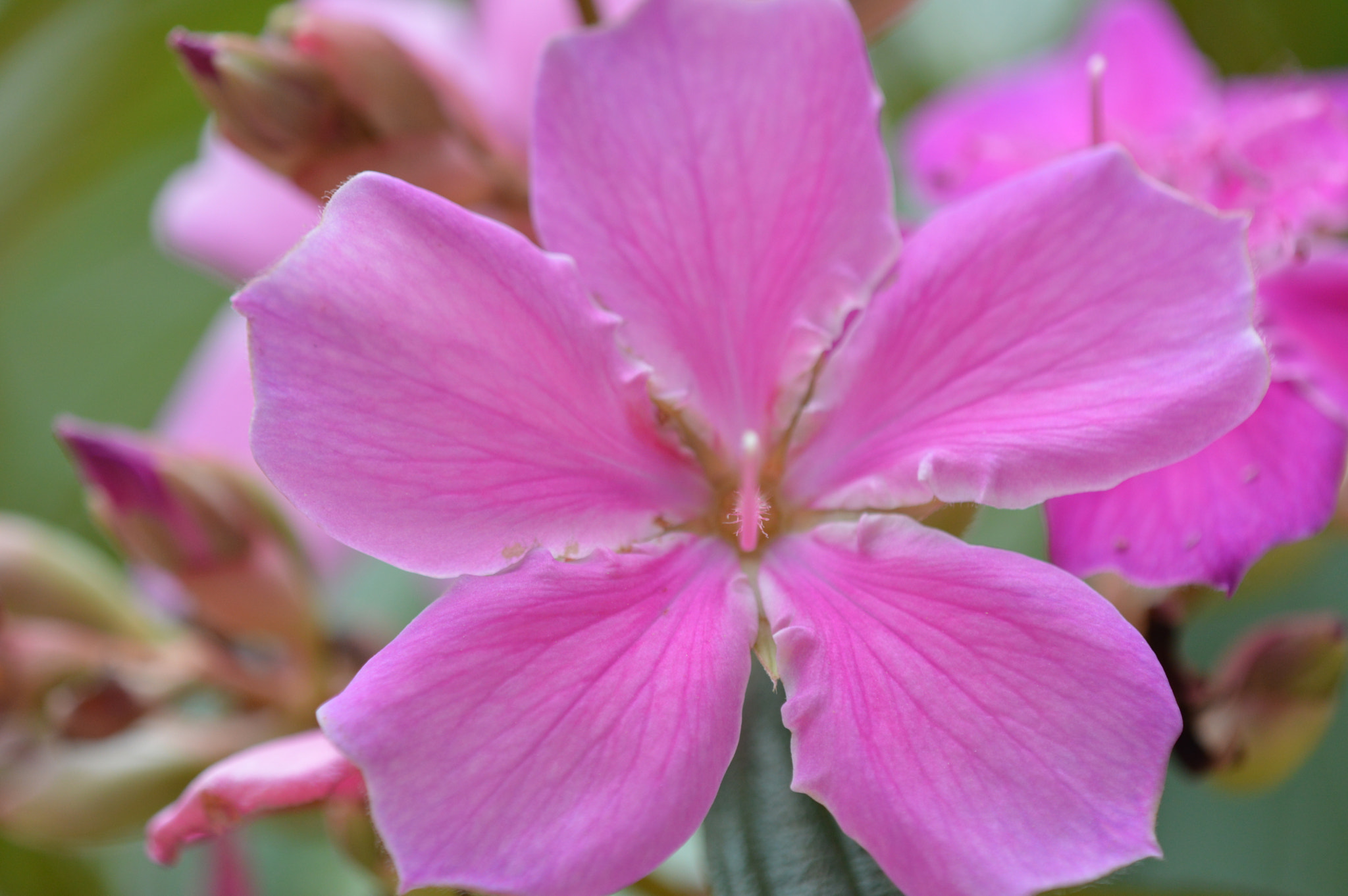 Tamron SP AF 180mm F3.5 Di LD (IF) Macro sample photo. Flower photography