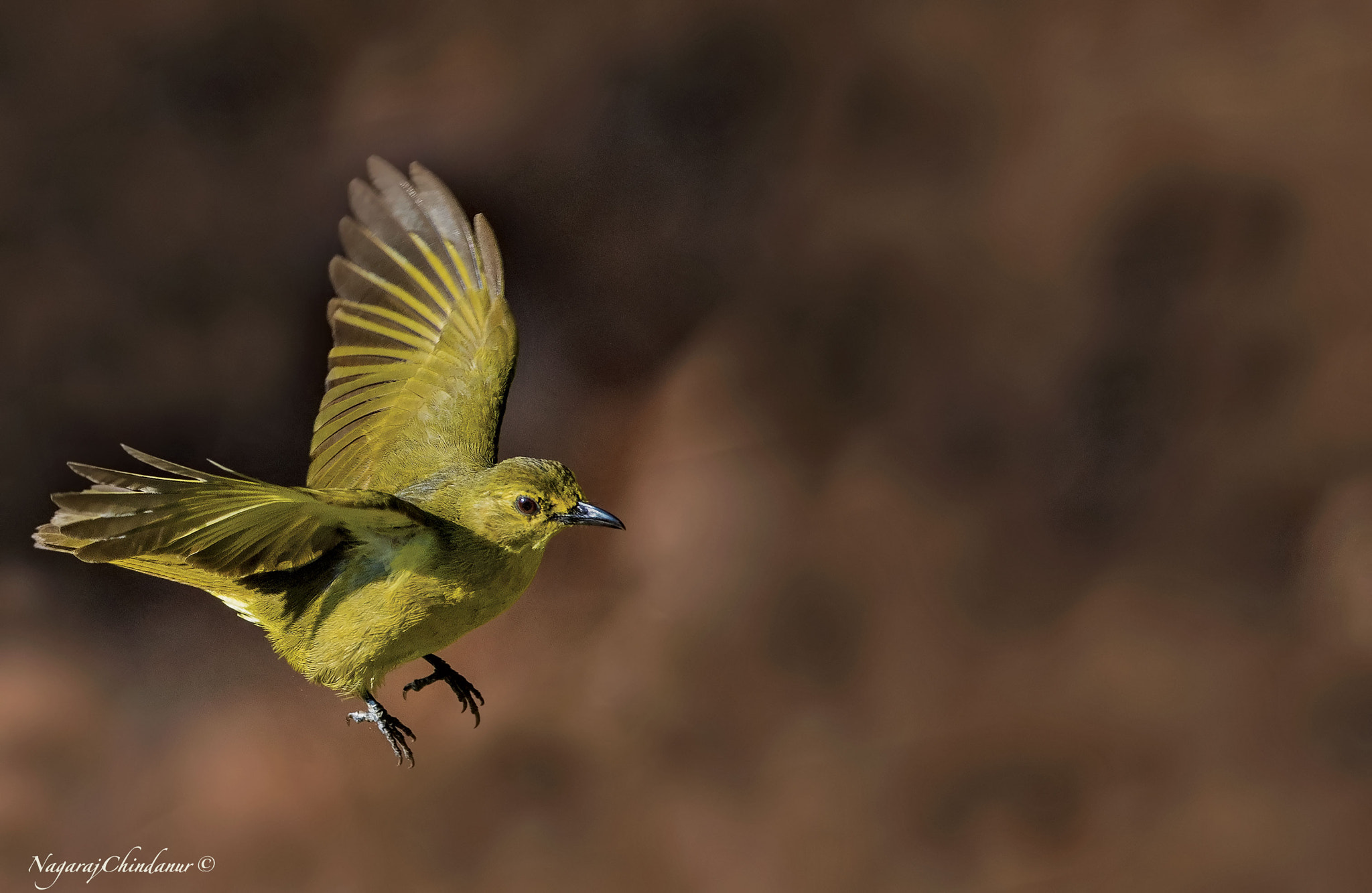 Nikon AF-S Nikkor 600mm F4E FL ED VR sample photo. Yellow browed bulbul photography
