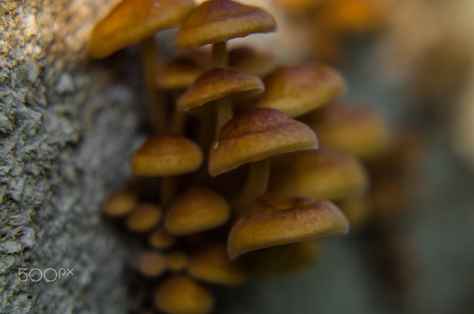 Pentax K-50 + Tamron AF 70-300mm F4-5.6 Di LD Macro sample photo. Mushrooms  photography