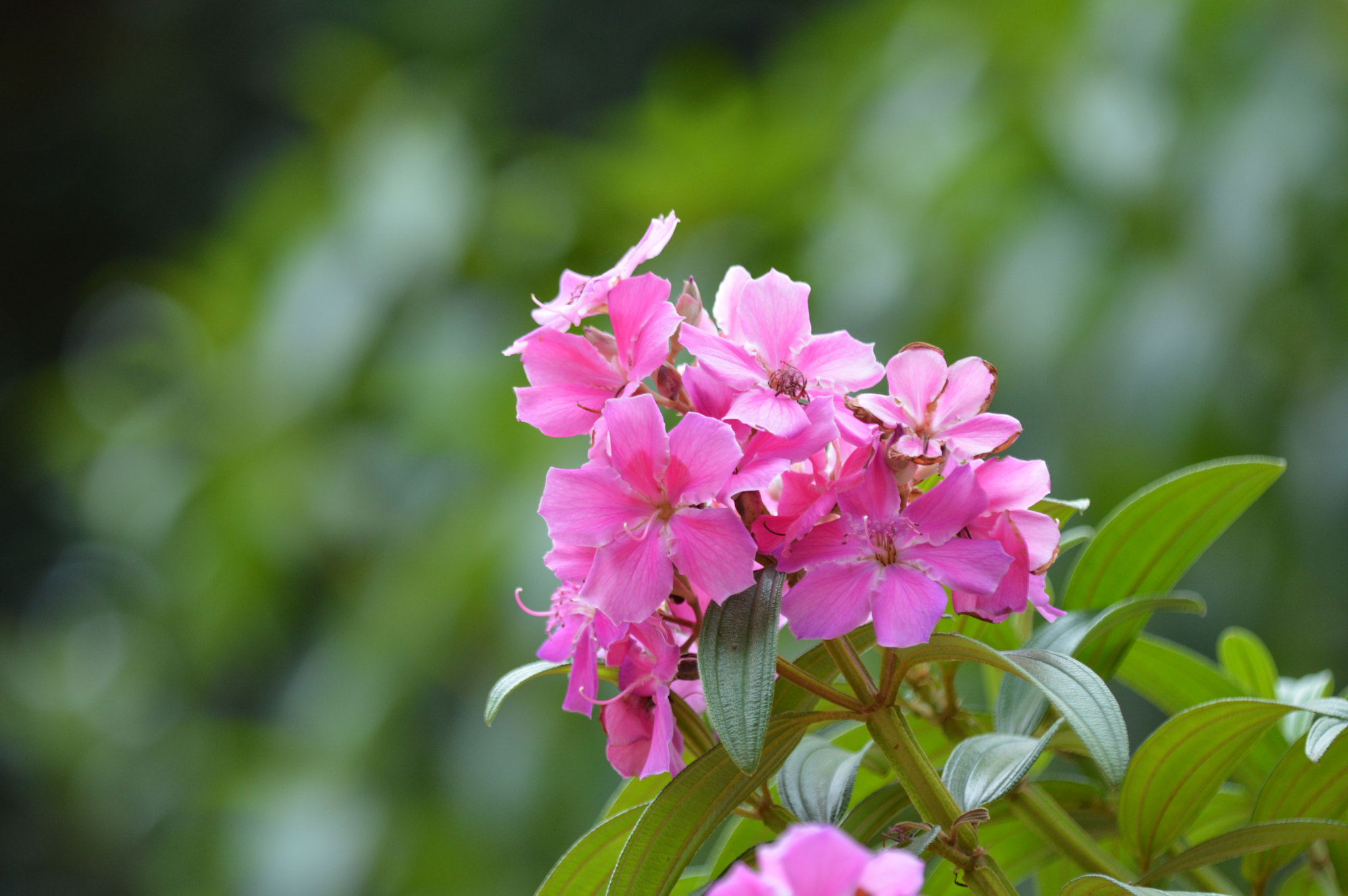 Tamron SP AF 180mm F3.5 Di LD (IF) Macro sample photo. Flower photography