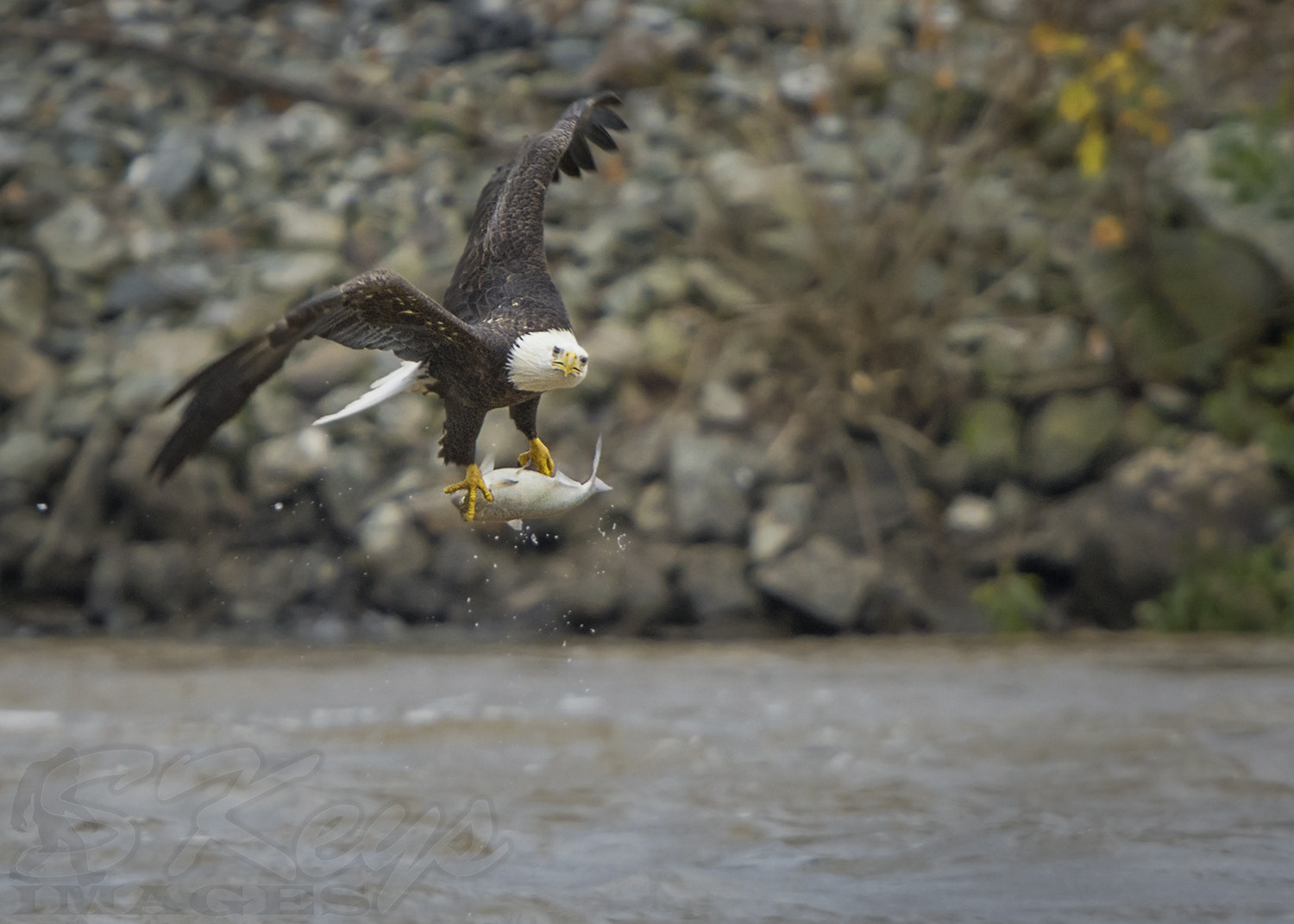 Nikon D7200 + Sigma 500mm F4.5 EX DG HSM sample photo. Clutch (bald eagle) photography