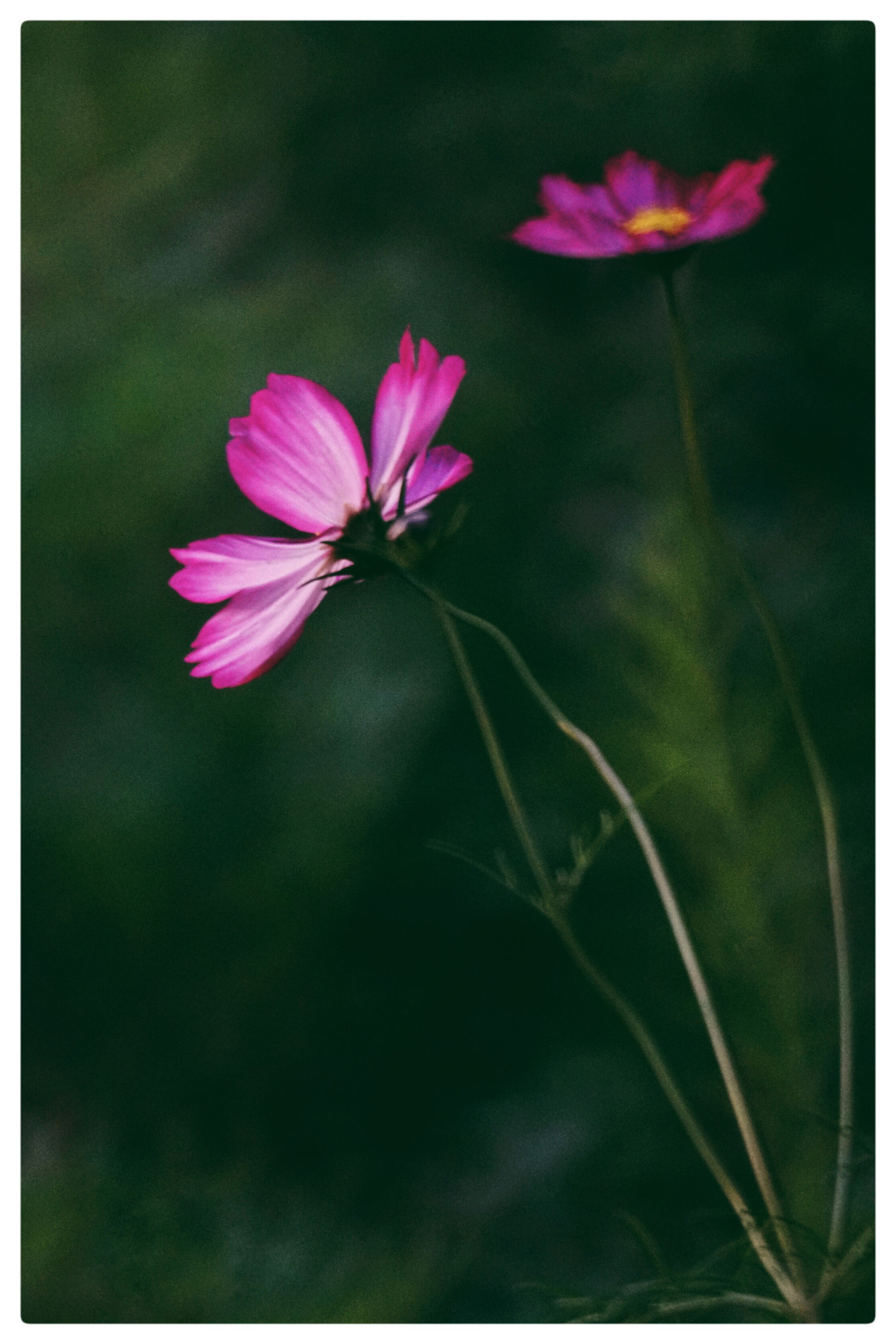 Sony 500mm F8 Reflex sample photo