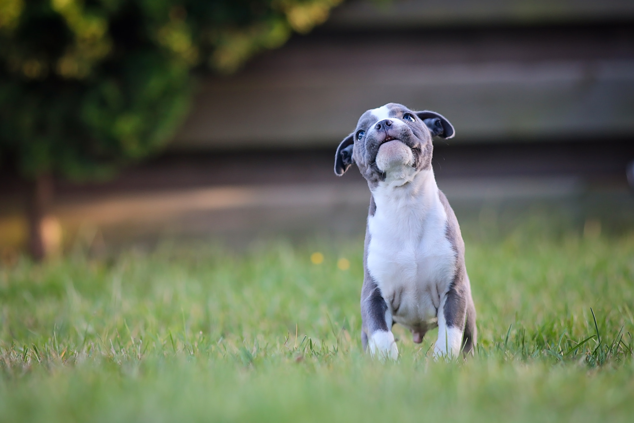 Canon EOS 70D + Canon EF 200mm F2.8L II USM sample photo. Puppy <3 photography