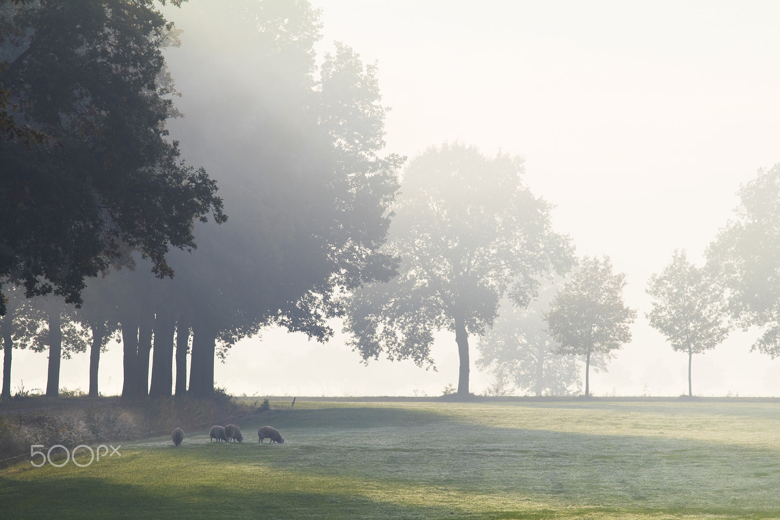 Canon EOS 80D + Canon EF 70-200mm F4L IS USM sample photo. Early foggy morning photography