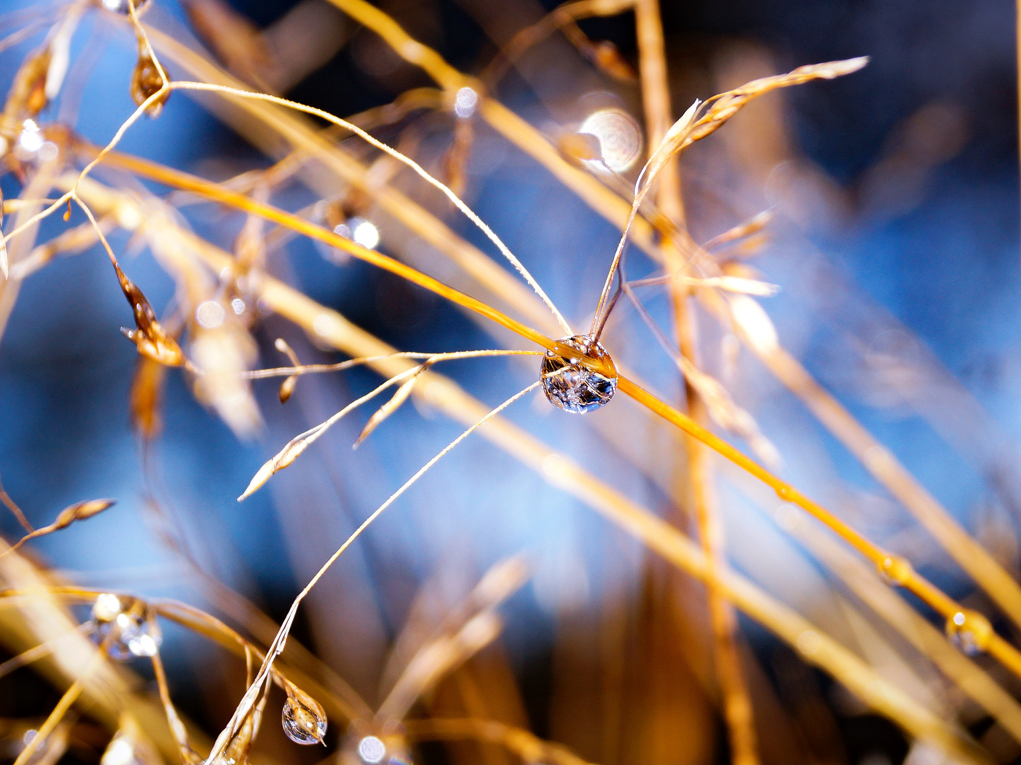 Sony DT 18-55mm F3.5-5.6 SAM II sample photo. Waterdrop photography