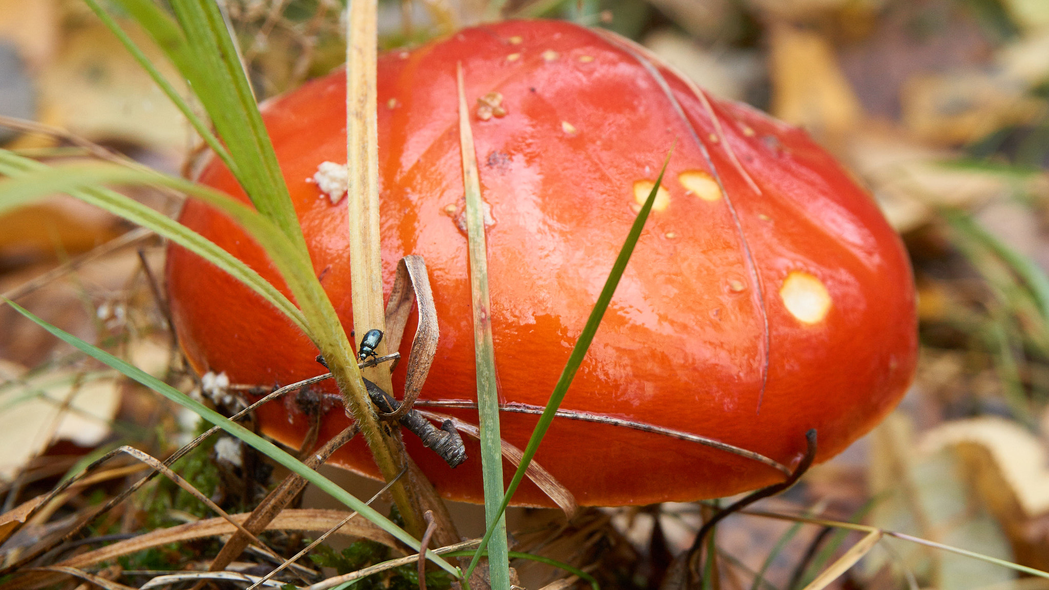 Sony a5100 sample photo. Fly agaric and glowworm photography