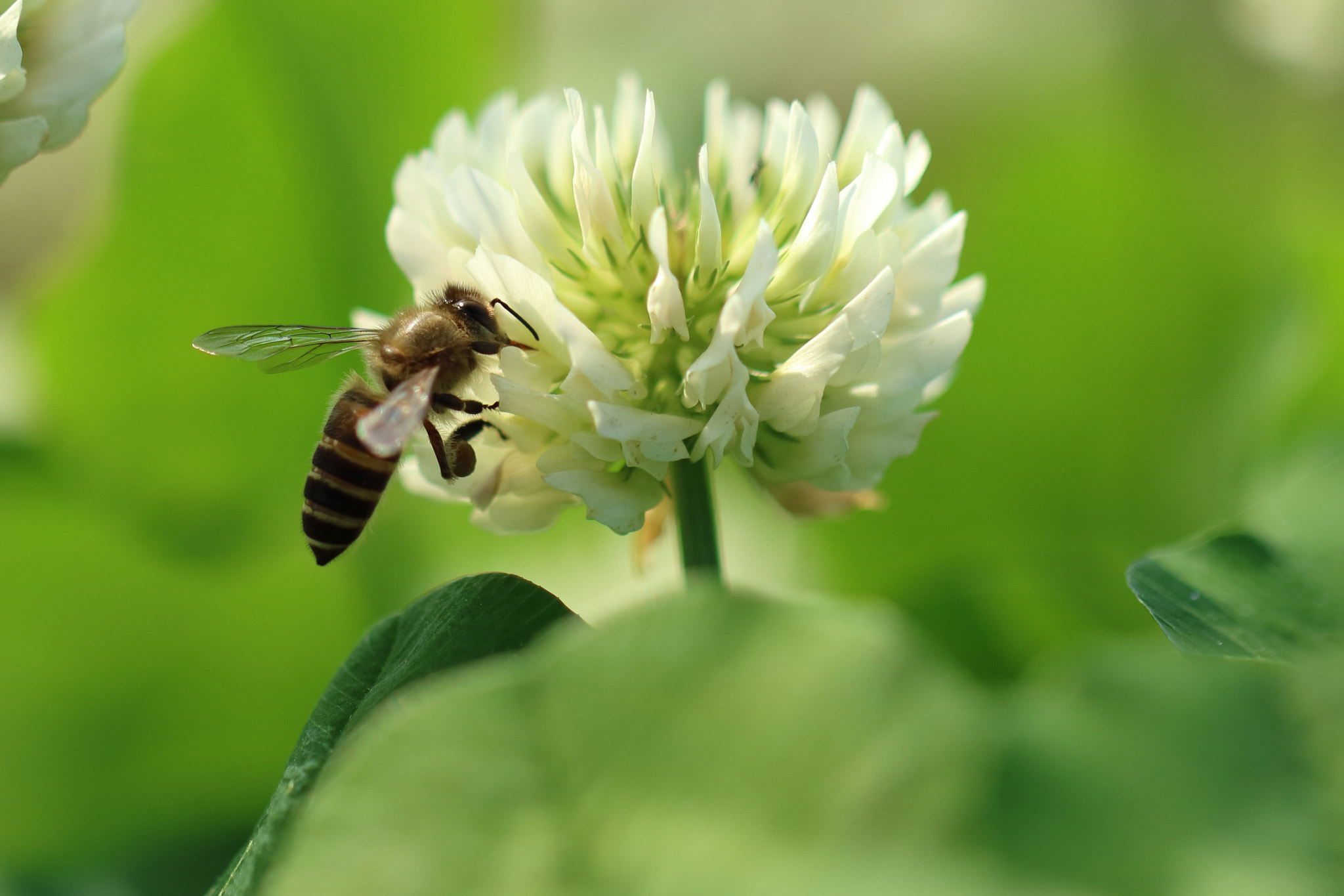 Canon EOS M3 sample photo. Bee photography