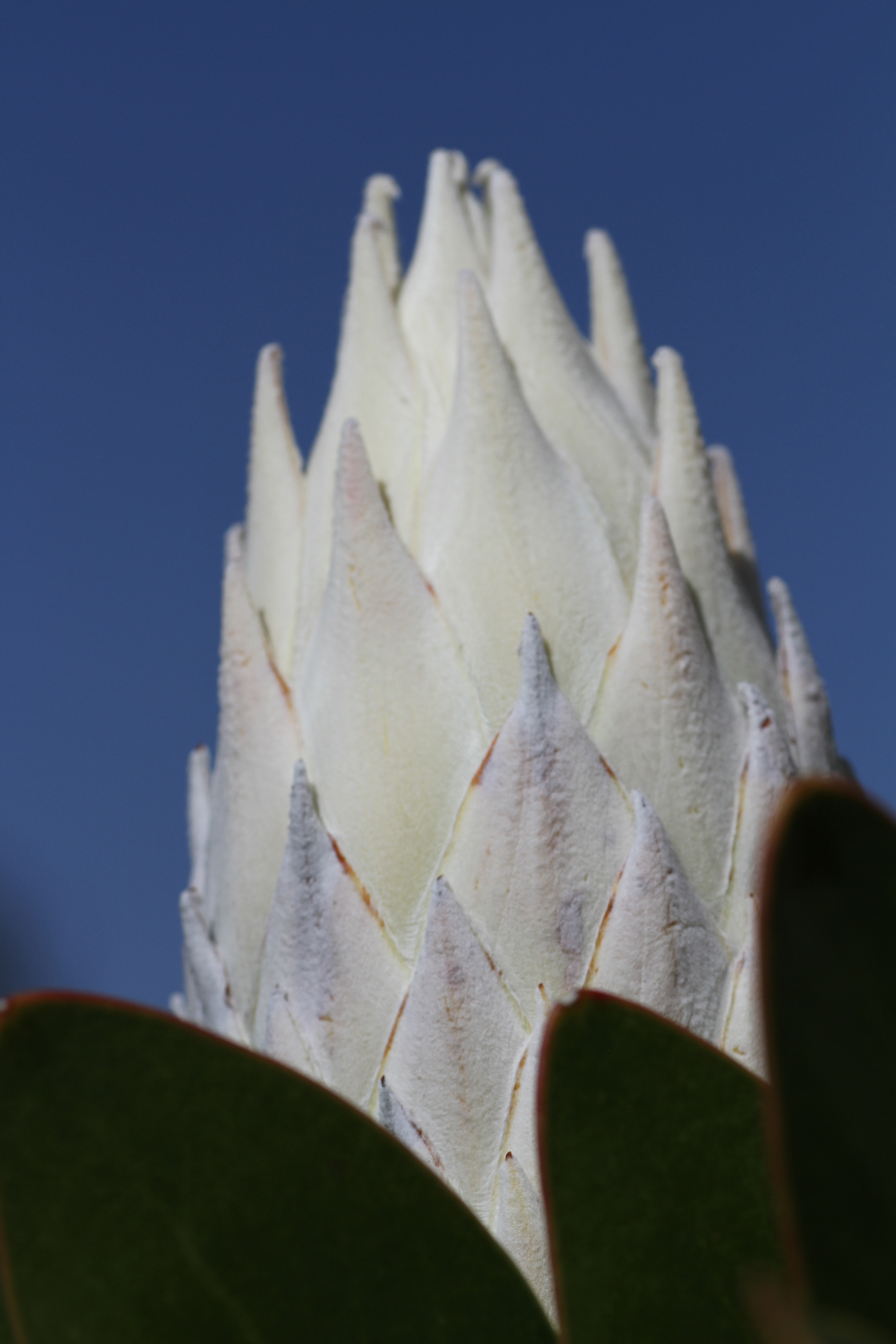 Canon EOS 7D + Tamron SP AF 90mm F2.8 Di Macro sample photo. White protea photography