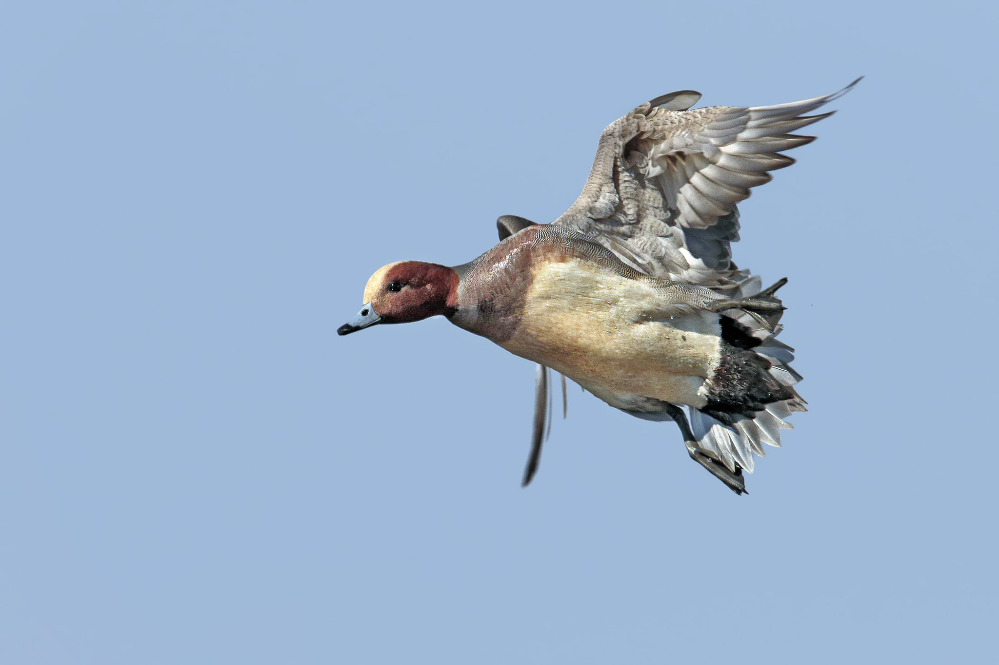 Canon EF 300mm F2.8L IS II USM sample photo. Flight maneuvers photography
