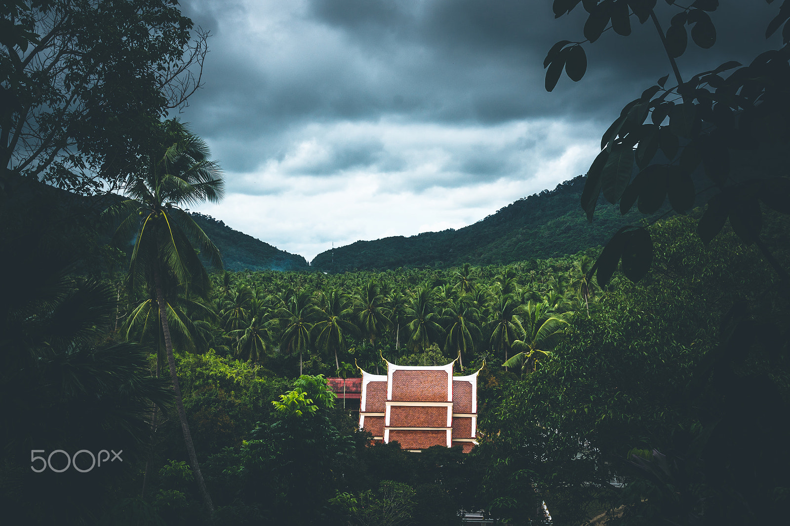 Sony Alpha DSLR-A500 + Tamron AF 28-105mm F4-5.6 [IF] sample photo. Somewhere in the jungle photography