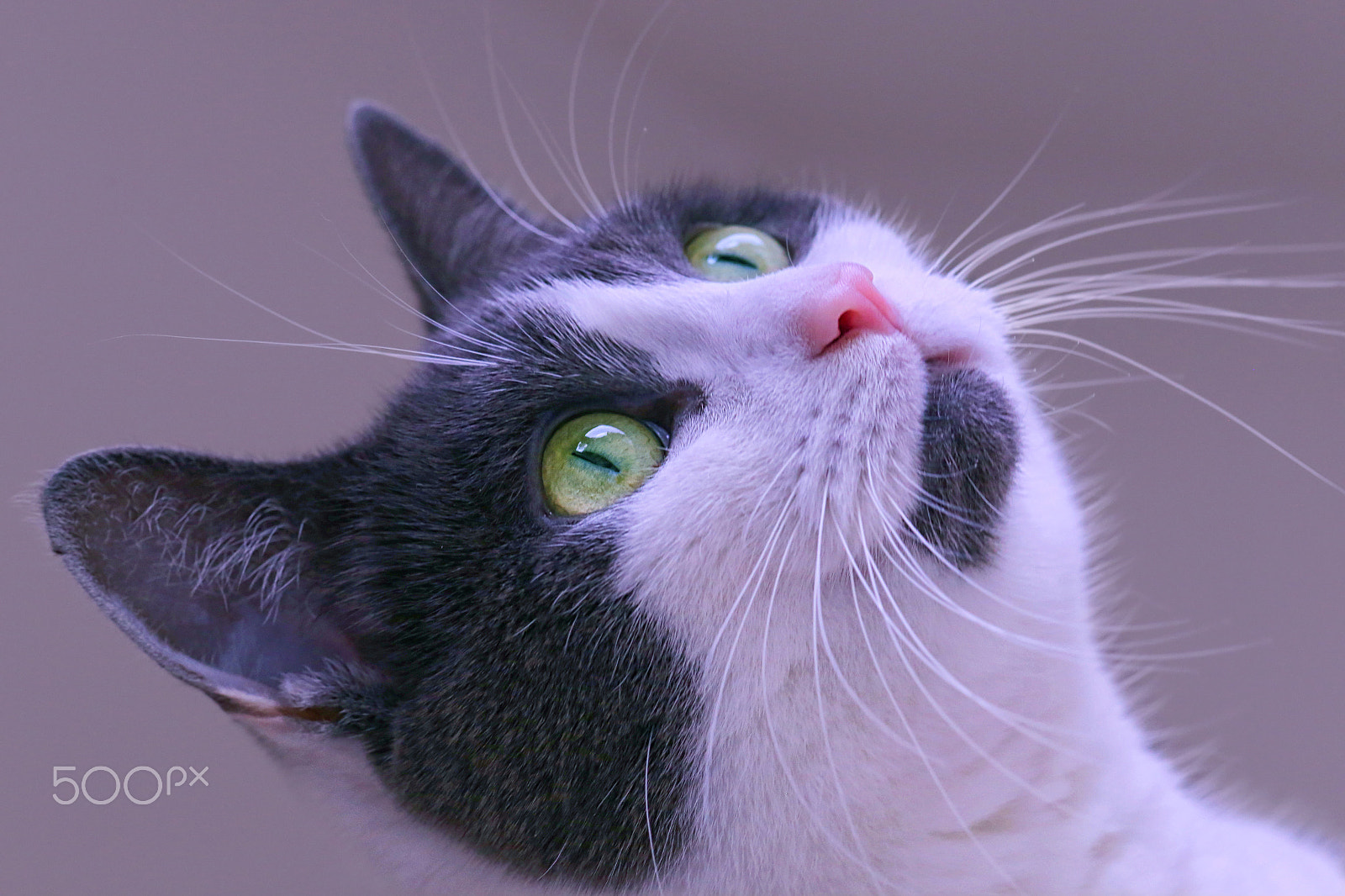 Canon EF 100mm F2.8 Macro USM sample photo. Meine katze photography