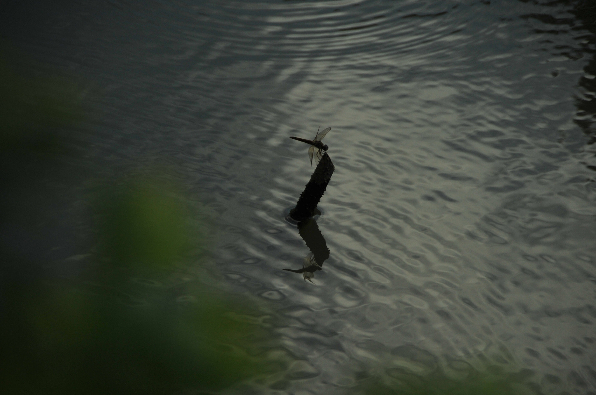Nikon D3S sample photo. .. photography