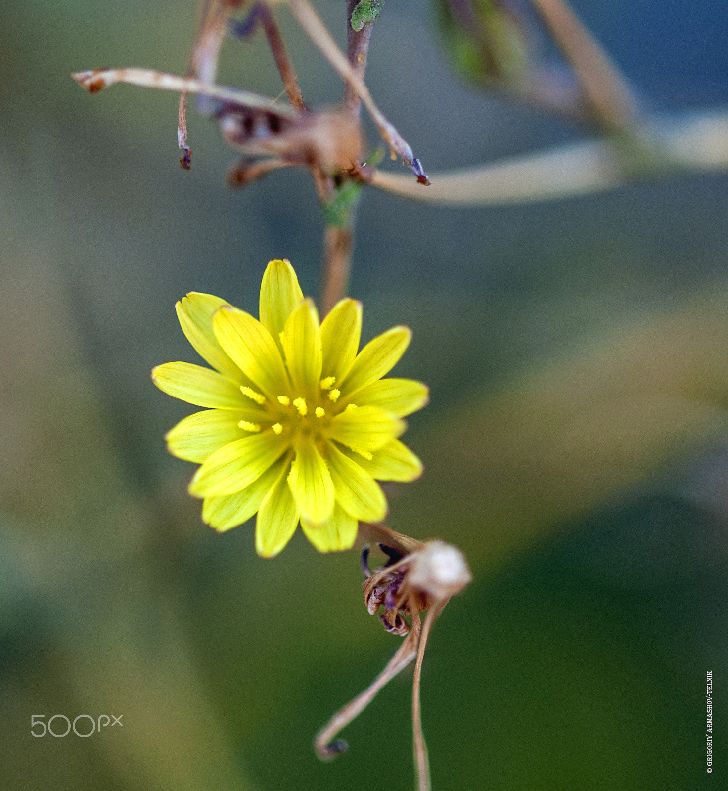 Sigma 105mm F2.8 EX DG OS HSM sample photo. Желтый цикорий photography
